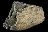 Southern Mammoth Molar Section - Hungary #123667-2